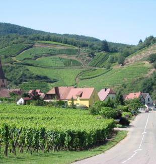 Atelier N°1: L'histoire de la vigne + Découverte du vignoble Alsacien 10/09/24 à 19H30 à Pailhe 